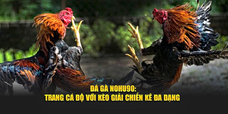 Đá Gà Nohu90: Trang Cá Độ Với Kèo Giải Chiến Kê Đa Dạng