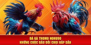 Đá Gà Thomo Nohu90 - Những Cuộc Đấu Đối Chọi Hấp Dẫn