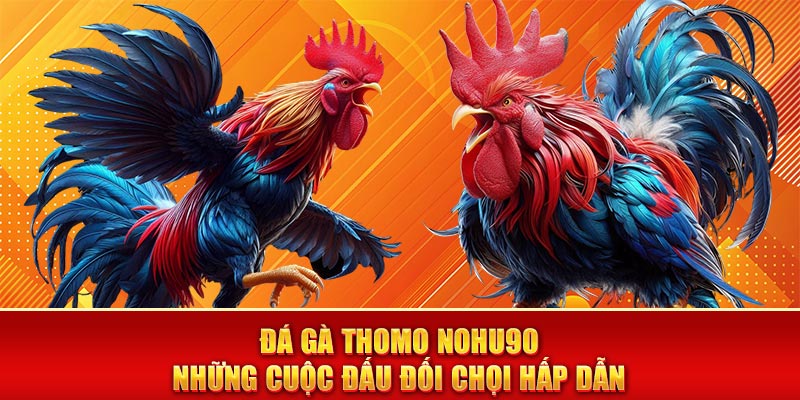 Đá Gà Thomo Nohu90 - Những Cuộc Đấu Đối Chọi Hấp Dẫn