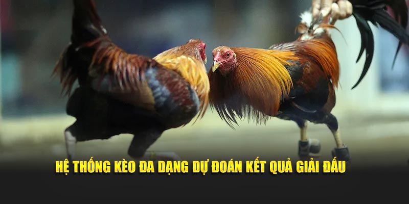 Hệ thống kèo đa dạng dự đoán kết quả giải đấu