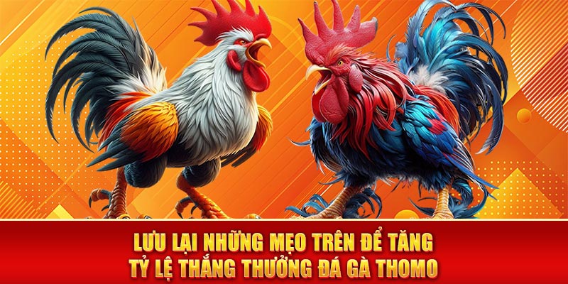 Lưu lại những mẹo trên để tăng tỷ lệ thắng thưởng đá gà Thomo